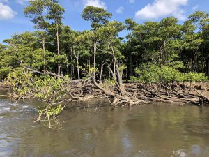 November 6, 2019 - (1) Iriomote - Nakama River - 12 of 16