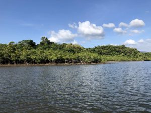 November 6, 2019 - (1) Iriomote - Nakama River - 2 of 16