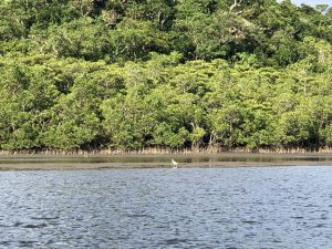 November 6, 2019 - (1) Iriomote - Nakama River - 3 of 16