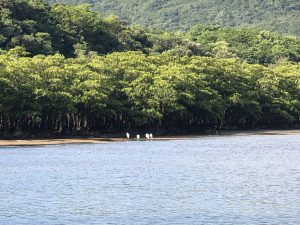 November 6, 2019 - (1) Iriomote - Nakama River - 5 of 16
