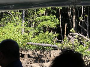 November 6, 2019 - (1) Iriomote - Nakama River - 6 of 16
