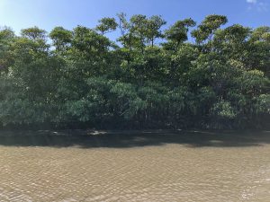 November 6, 2019 - (1) Iriomote - Nakama River - 7 of 16