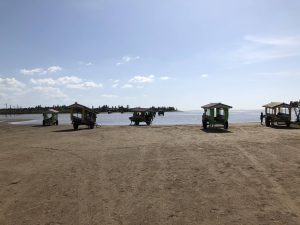 November 6, 2019 - (2) Iriomote - Water Buffalo for Yubu Island - 1 of 10