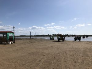 November 6, 2019 - (2) Iriomote - Water Buffalo for Yubu Island - 2 of 10