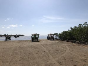 November 6, 2019 - (2) Iriomote - Water Buffalo for Yubu Island - 3 of 10