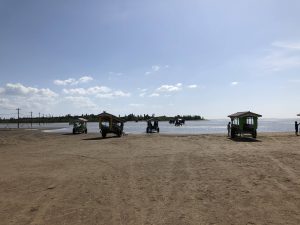 November 6, 2019 - (2) Iriomote - Water Buffalo for Yubu Island - 4 of 10