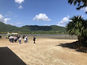 November 6, 2019 - (4) Yubu- Water Buffalo for Iriomote Island - 1 of 4