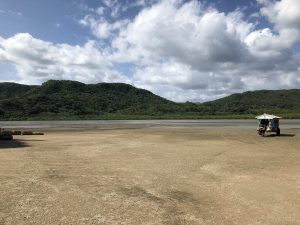 November 6, 2019 - (4) Yubu- Water Buffalo for Iriomote Island - 2 of 4