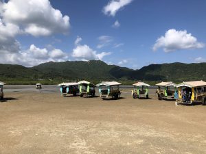 November 6, 2019 - (4) Yubu- Water Buffalo for Iriomote Island - 4 of 4