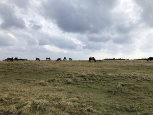 November 7, 2019 - (07) Yonaguni - East Ranch - 14 of 14