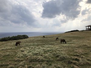 November 7, 2019 - (08) Yonaguni - Tozaki Todai - 18 of 21