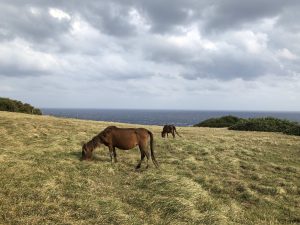 November 7, 2019 - (08) Yonaguni - Tozaki Todai - 19 of 21