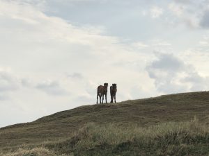 November 7, 2019 - (10) Yonaguni - Tategami Rock - 2 of 7
