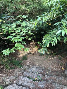 November 7, 2019 - (11) Yonaguni - Dr. Coto's Clinic - 5 of 7