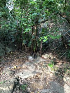 November 7, 2019 - (11) Yonaguni - Dr. Coto's Clinic - 6 of 7