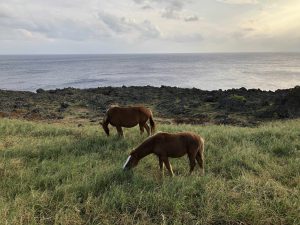 November 7, 2019 - (13) Yonaguni - South Ranch - 1 of 13