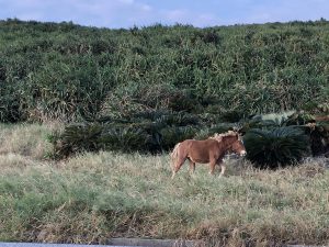 November 7, 2019 - (13) Yonaguni - South Ranch - 10 of 13