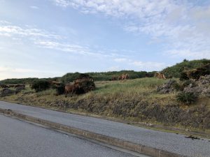 November 7, 2019 - (13) Yonaguni - South Ranch - 11 of 13