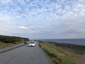 November 7, 2019 - (13) Yonaguni - South Ranch - 12 of 13