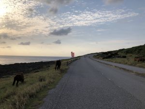 November 7, 2019 - (13) Yonaguni - South Ranch - 2 of 13