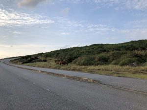 November 7, 2019 - (13) Yonaguni - South Ranch - 3 of 13