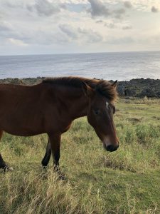 November 7, 2019 - (13) Yonaguni - South Ranch - 4 of 13