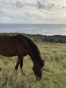 November 7, 2019 - (13) Yonaguni - South Ranch - 5 of 13