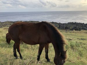 November 7, 2019 - (13) Yonaguni - South Ranch - 6 of 13
