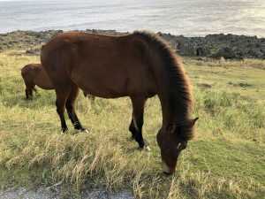 November 7, 2019 - (13) Yonaguni - South Ranch - 7 of 13