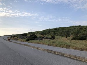 November 7, 2019 - (13) Yonaguni - South Ranch - 8 of 13