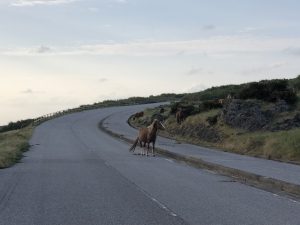 November 7, 2019 - (13) Yonaguni - South Ranch - 9 of 13