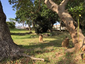November 8, 2019 - (6) Ishigaki - Kabira Bay - 28 of 31