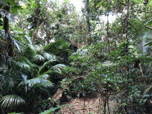 November 8, 2019 - (7) Ishigaki - Yonehara Palm Grove - 17 of 18