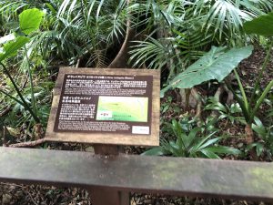 November 8, 2019 - (7) Ishigaki - Yonehara Palm Grove - 18 of 18