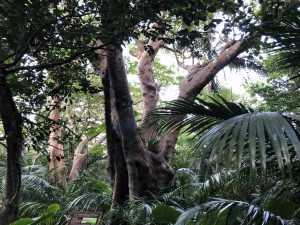 November 8, 2019 - (7) Ishigaki - Yonehara Palm Grove - 19 of 18