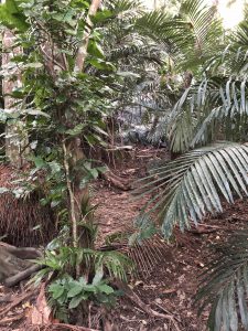 November 8, 2019 - (7) Ishigaki - Yonehara Palm Grove - 20 of 18