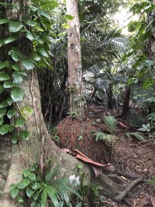 November 8, 2019 - (7) Ishigaki - Yonehara Palm Grove - 21 of 18