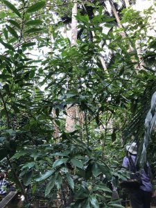 November 8, 2019 - (7) Ishigaki - Yonehara Palm Grove - 22 of 18