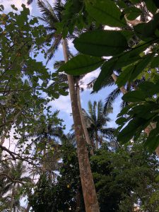 November 8, 2019 - (7) Ishigaki - Yonehara Palm Grove - 23 of 18