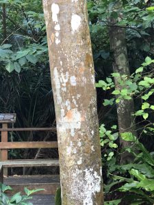 November 8, 2019 - (7) Ishigaki - Yonehara Palm Grove - 24 of 18