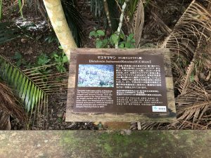 November 8, 2019 - (7) Ishigaki - Yonehara Palm Grove - 25 of 18