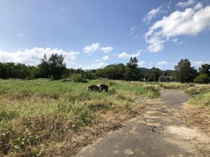November 9, 2019 - (07) Ishigaki - On the Way - 3 of 8